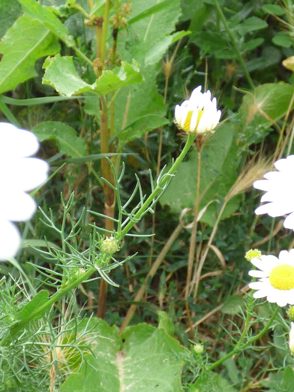 Anthemis cotula